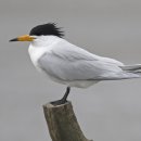 뿔제비갈매기(Chinese Crested Tern) 이미지