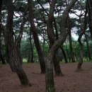 삼릉종가 | 경주 포석정의 역사, 자연경관, 주변 관광지 및 편의시설