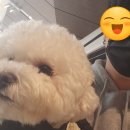 비쇼네 | 강아지미용 대행 서비스 (IFC몰 비쇼네 비숑 미용)