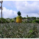 파인애플 이미지