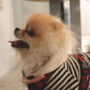 마이리틀메이트 이미지