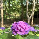 활짝핀유치원 | 6월 양산 가볼만한곳 양주 누리길 수국 명소 메타세콰이어길 / 위치 ,주차정보 (실시간 25.6.19)