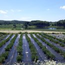 한들농장 이미지