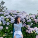 살찐김밥 이미지