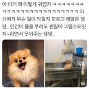 싸다구 이미지