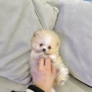 퓨어펫 강아지분양 고양이분양 울산점 | 대구말티폼분양은 퓨어펫강아지분양에서