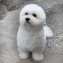 뽀숑뽀숑 이미지