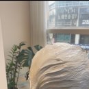 [일산미용실] 세븐스헤어 효키 여자숏컷 백모탈색