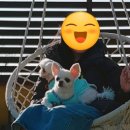 개떼놀이터 인천점 이미지