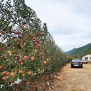 배내골사과정보화마을 이미지