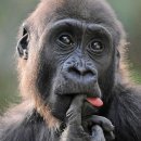 폴인샤브 이미지