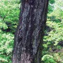 서어나무 이미지