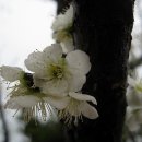 매화수산