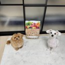 쌀강아지 이미지