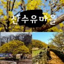 이천 백사마을 산수유 촬영지 (2024.3.27 출사 예정) 이미지