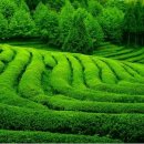 한국차소리공원주차장 이미지