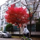 타이어샾 | BMX 전문샾 슈레드 바이크 SHREDD - 정비 후기