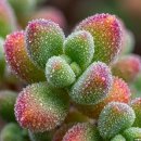 여름식물 인테리어 | 탕후루나무 핑크 글로보섬 키우기 아프리카 희귀 식물 드로산데뭄 직접 정리 후기