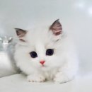 강남고양이분양 스타돌스 이미지