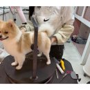 베이글버트그루밍