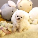 멋진강아지 이미지