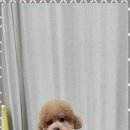 키티앤퍼피 이미지