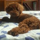 골목대장 이미지