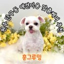아이그루밍 | 원주애견미용 발사탕 심한 댕댕이 맞춤 케어 "훈그루밍" 솔직 후기