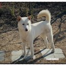 풍호로 Daum카페