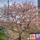 일광원밀면