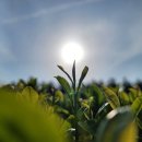 제주 와일드 이미지