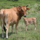 소 이야기 이미지