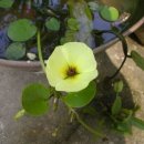 바위 솔 이미지