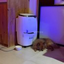 하늘바다 | 강원도 고성 애견동반 숙소 추천 [안녕바다 하늘카라반]오션뷰 카라반 내돈내산 후기