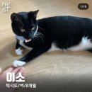 펫이소