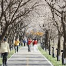 명품 벚꽃 길 이미지