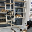 카페게이트청라푸르지오시티점 | 청라 고양이 카페 캣플 루원시티점 청라 데이트 아이랑 갈만한 곳