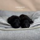 남양주켄넬 이미지