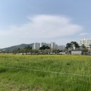 황룡강친수공원 이미지