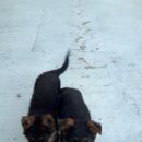 똥강아지 이미지