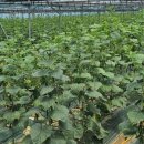 고모농장 이미지