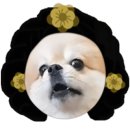 제주애견학교 이미지