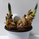 왕수선