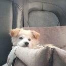 댕글라이프 이미지