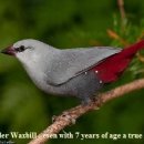 Lavender Waxbill 라벤더 왁스빌 기르기 이미지