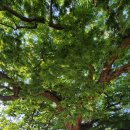 (주)밀레니엄숲 - 2436 | (주)밀레니엄숲