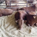 정수축산 이미지