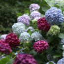 다누비 열차 이미지