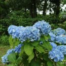 온평리-7 이미지