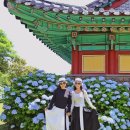혼인지마을 | 제주 혼인지 수국 만개! 6월 5일 방문 후기
